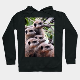 Meerkats Hoodie